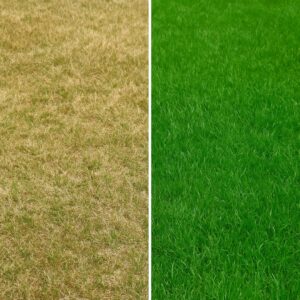 Yesil Vs Sari Cim 300x300